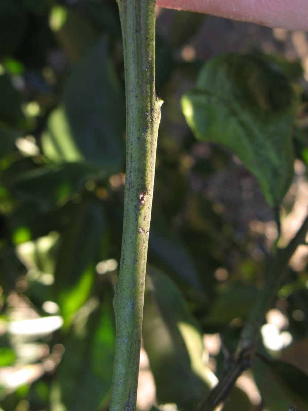              First year twig (Winter Haven, FL)       